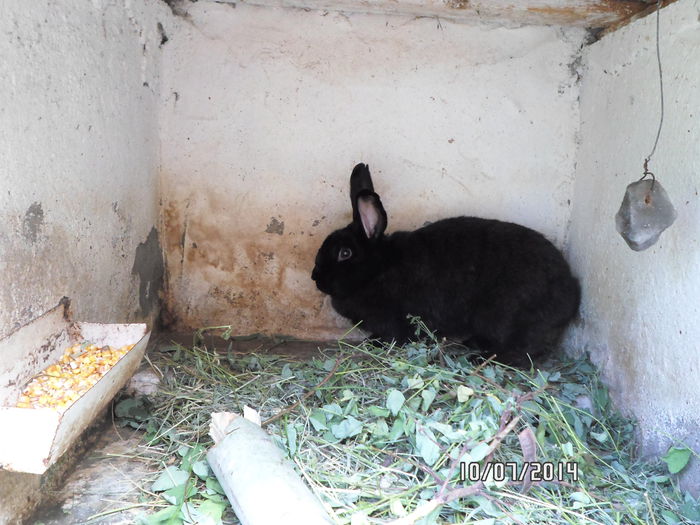 SAM_0208 - 16 - Ferma iepuri Moreni iulie 2014