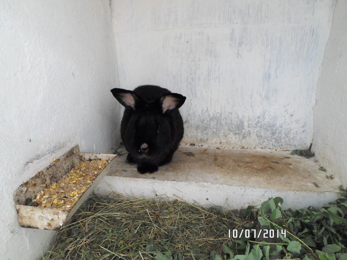 SAM_0218 - 16 - Ferma iepuri Moreni iulie 2014