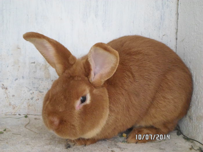 SAM_0224 - 16 - Ferma iepuri Moreni iulie 2014