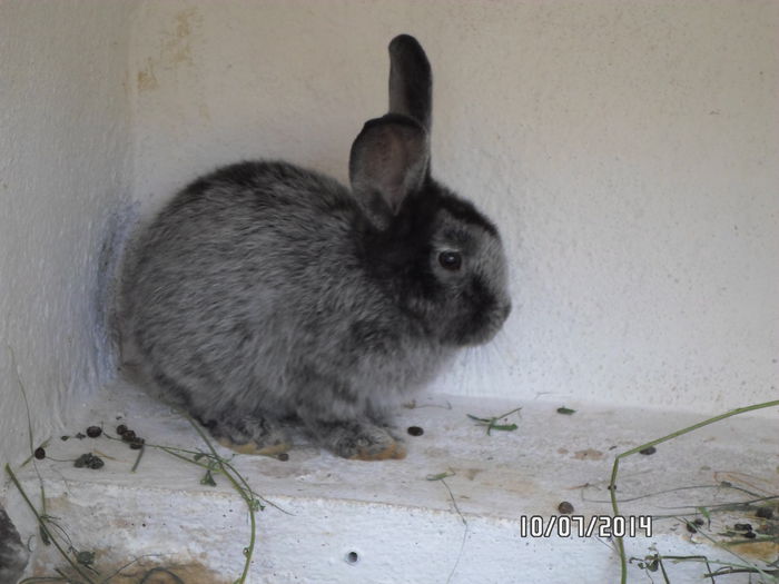 SAM_0230 - 16 - Ferma iepuri Moreni iulie 2014