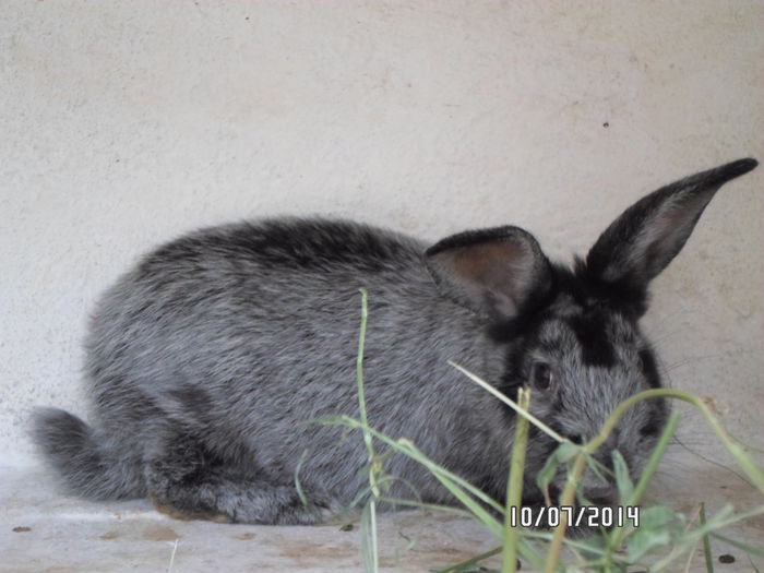 SAM_0233 - 16 - Ferma iepuri Moreni iulie 2014