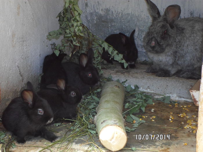 SAM_0242 - 16 - Ferma iepuri Moreni iulie 2014