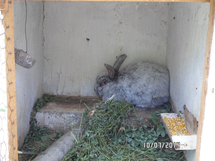 SAM_0244 - 16 - Ferma iepuri Moreni iulie 2014