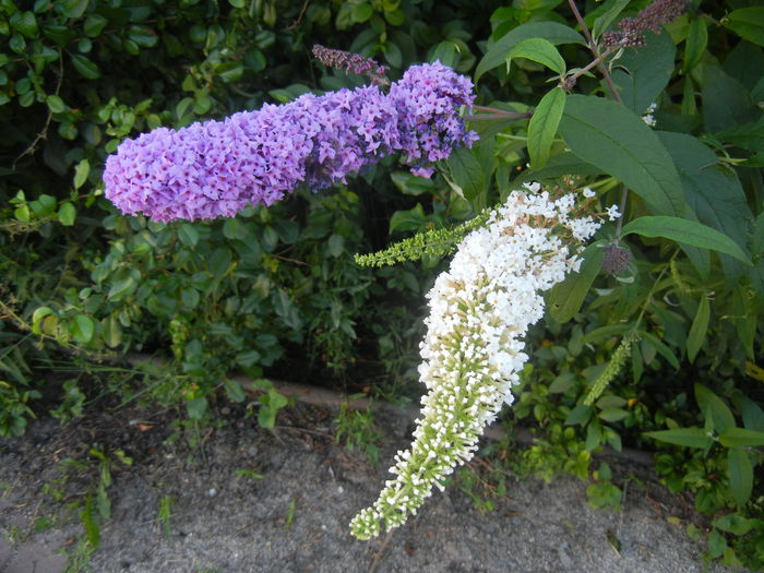 Buddleja Purple & White (2014, Jul.01) - Liliac vara_Buddleja davidii