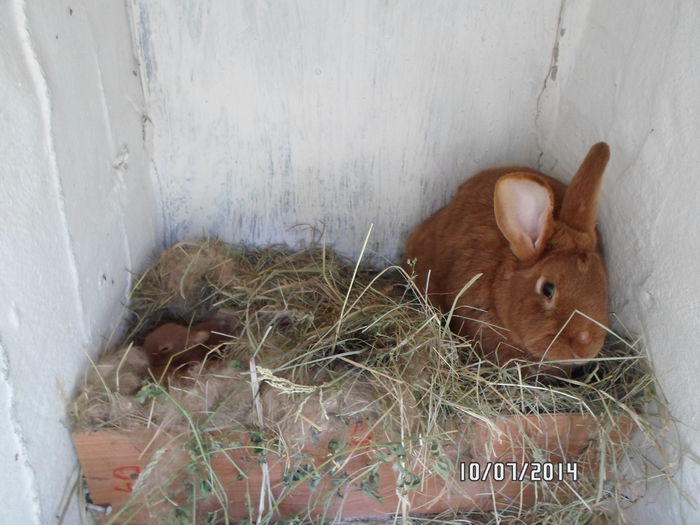 SAM_0257 - 16 - Ferma iepuri Moreni iulie 2014