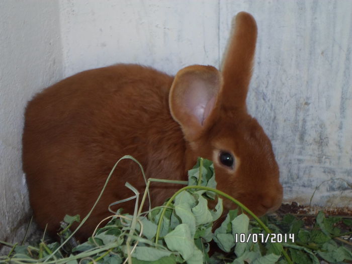 SAM_0260 - 16 - Ferma iepuri Moreni iulie 2014