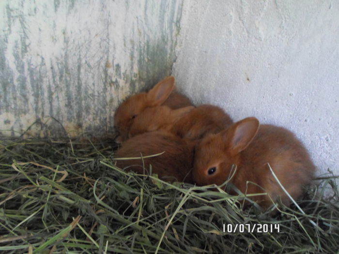 SAM_0269 - 16 - Ferma iepuri Moreni iulie 2014