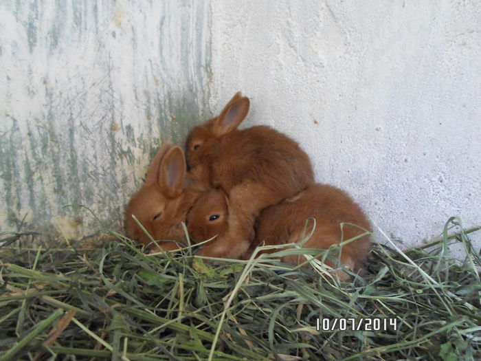 SAM_0273 - 16 - Ferma iepuri Moreni iulie 2014