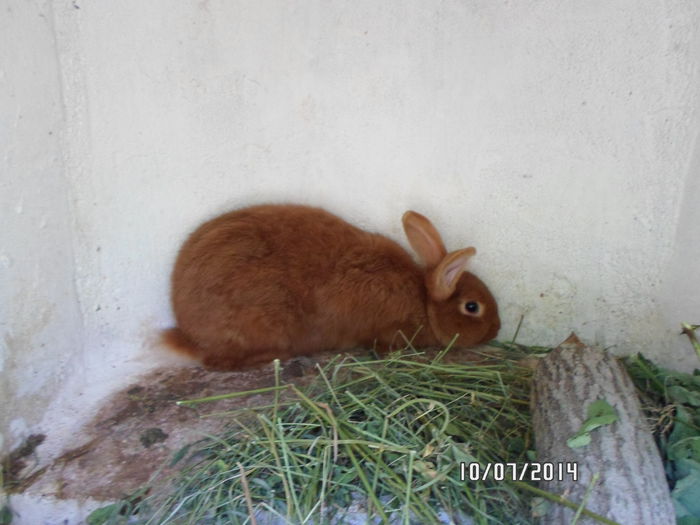 SAM_0278 - 16 - Ferma iepuri Moreni iulie 2014