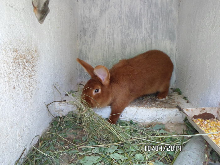 SAM_0279 - 16 - Ferma iepuri Moreni iulie 2014