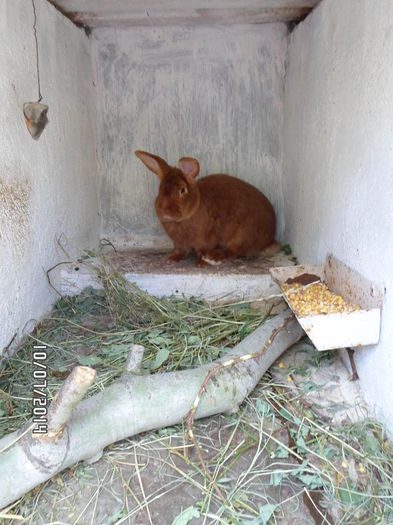 SAM_0282 - 16 - Ferma iepuri Moreni iulie 2014