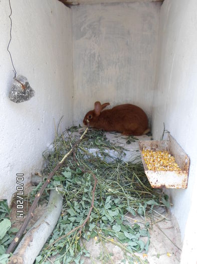 SAM_0283 - 16 - Ferma iepuri Moreni iulie 2014
