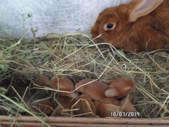 SAM_0288 - 16 - Ferma iepuri Moreni iulie 2014