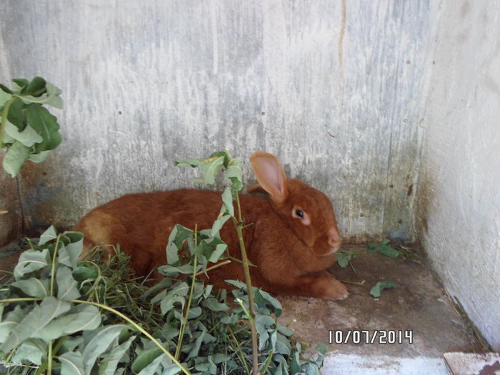 SAM_0292 - 16 - Ferma iepuri Moreni iulie 2014