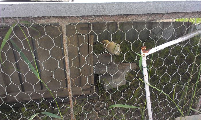 IMAG0086 - Tineret-2014