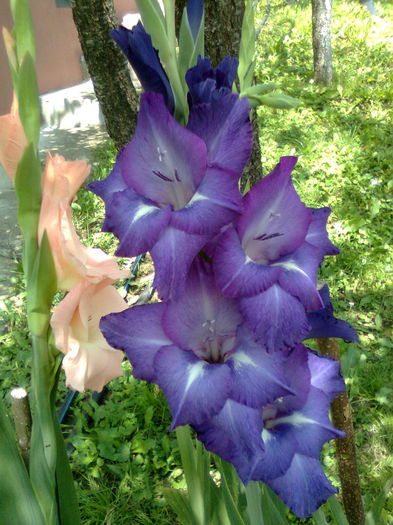 DOC POZE 060 - A___PRIMAVARA-VARA 2014