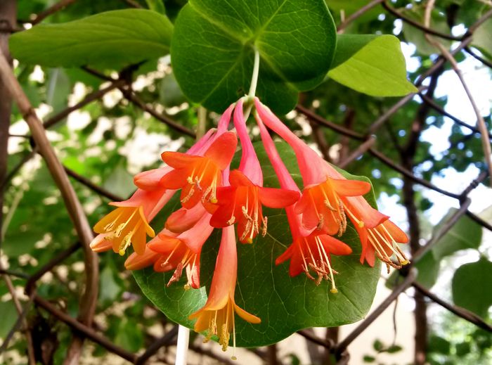 Lonicera Brownii; Prima inflorescenta in trei ani

