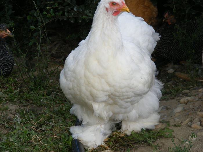 DSCF6537