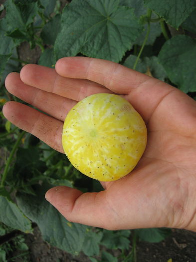 pictures 275 - castravete lemon