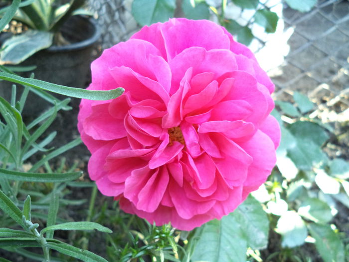 DSC00283 - Trandafiri 2014