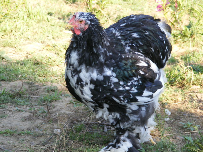DSCF6570