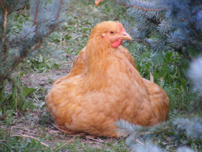 DSCF6589