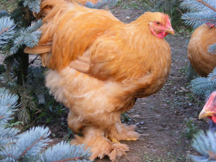 DSCF6591