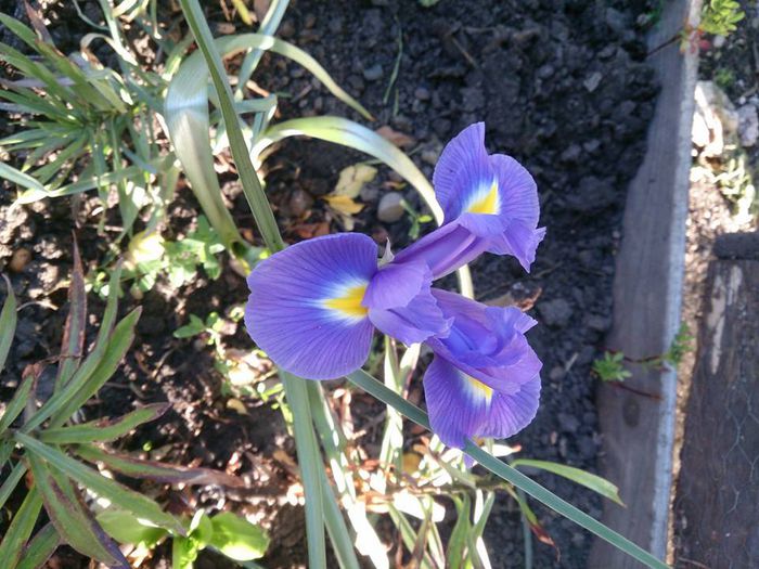 iris in iulie