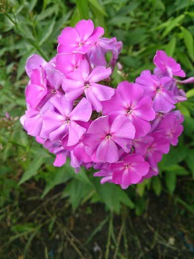 934736_10203502281332729_5580834450250457492_n - a-a VARA-FLORI-2014