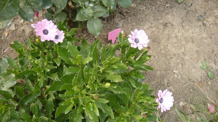 064