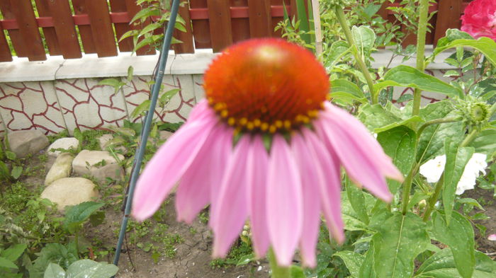 096