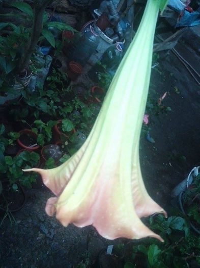 rosa-traum - brugmansii-daturi-iochrome 2014