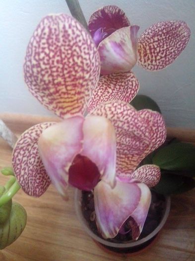 multumesc ana - flori de interior