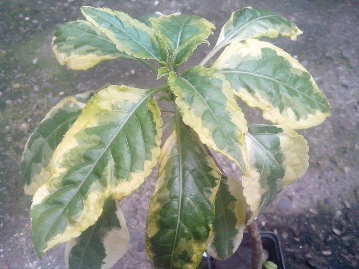 impatiens niamniamensis - flori de interior