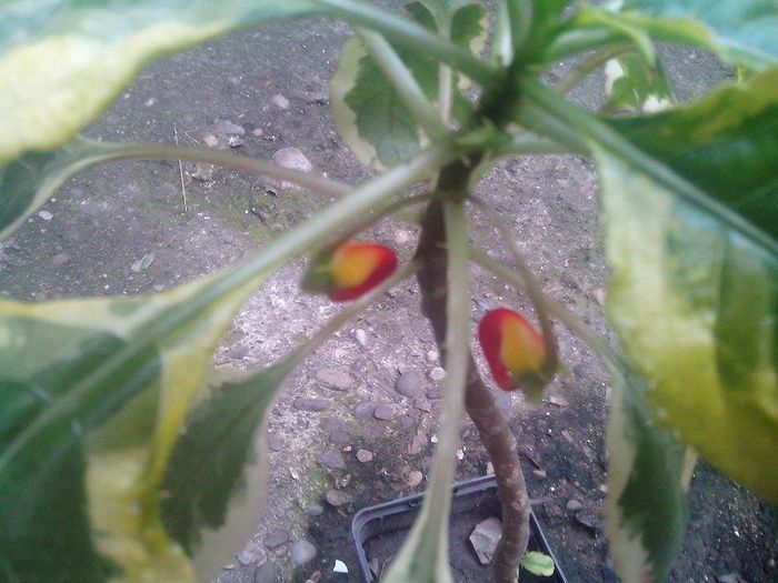 conko cockatoo-parrot - flori de interior