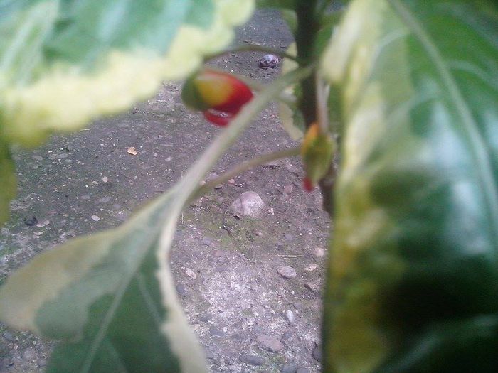 floarea 24 - flori de interior