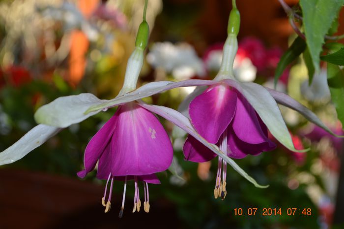 DSC_0592 - Fuchsiile mele-2014