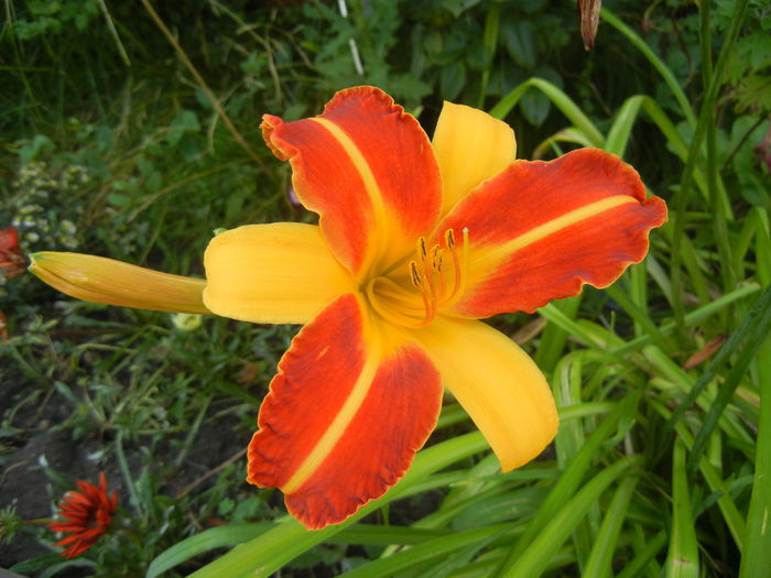 Hemerocallis Frans Hals (2014, July 06)