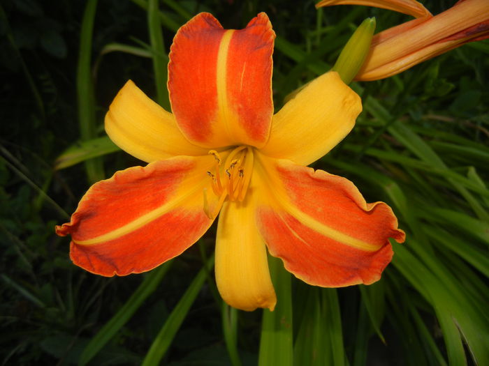 Hemerocallis Frans Hals (2014, July 07)