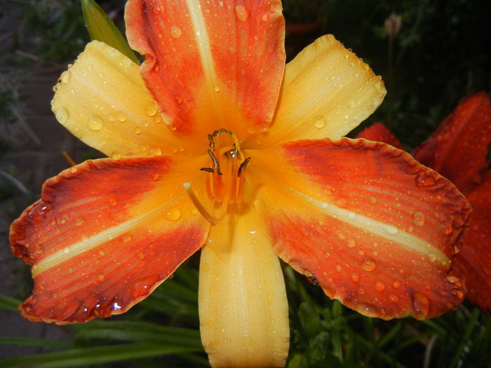Hemerocallis Frans Hals (2014, July 08)