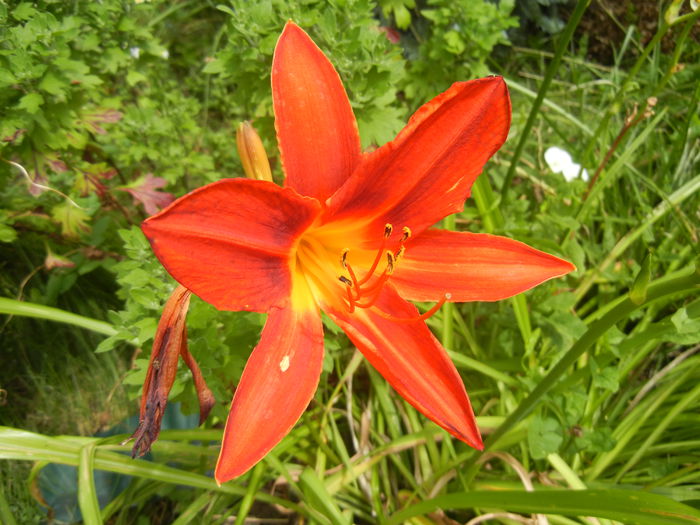 Hemerocallis Red (2014, July 03) - Hemerocallis Red