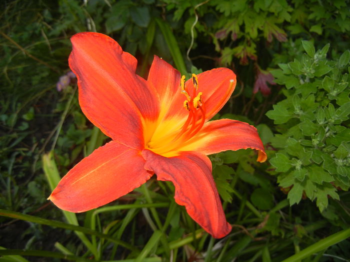 Hemerocallis Red (2014, July 07) - Hemerocallis Red