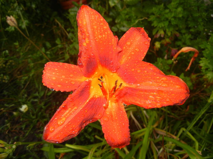 Hemerocallis Red (2014, July 08)