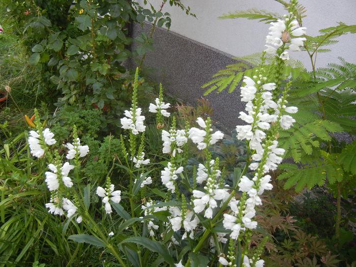 Physostegia virginiana Alba ('14,Jul.06) - PHYSOSTEGIA Virginiana Alba