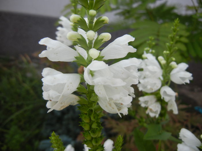 Physostegia virginiana Alba ('14,Jul.06) - PHYSOSTEGIA Virginiana Alba