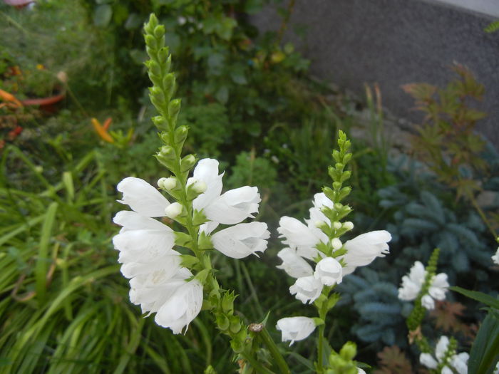 Physostegia virginiana Alba ('14,Jul.06) - PHYSOSTEGIA Virginiana Alba