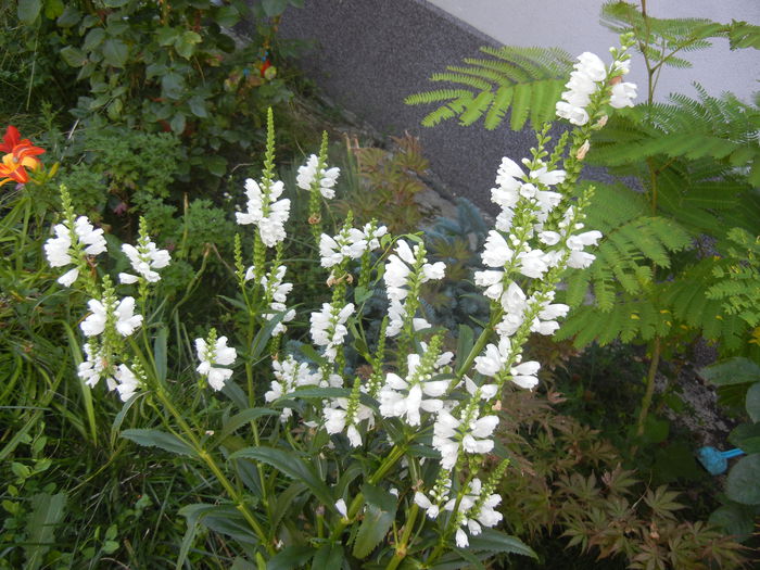 Physostegia virginiana Alba ('14,Jul.07) - PHYSOSTEGIA Virginiana Alba