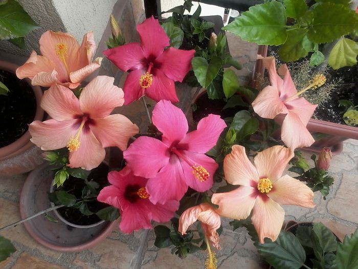 20140711_104000 - Hibiscus 2014-2015