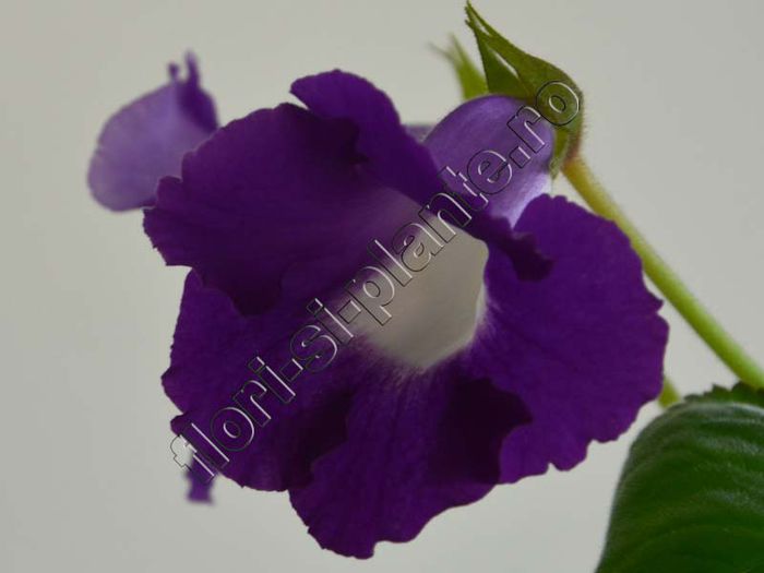 xGlosinningia Luci s Waves - GLOXINIA_SINNINGIA - Hibrizii mei -My hybrids