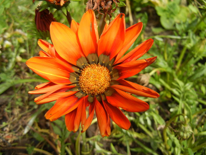 Gazania_Treasure Flower (2014, Jul.03)